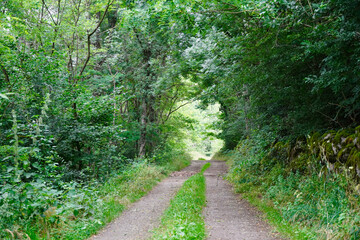 Dirt road with green leafy vegetation.
