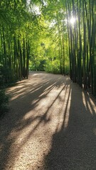 Fototapeta premium Serene bamboo forest bathed in sunlight, with gentle rays filtering through lush green leaves.