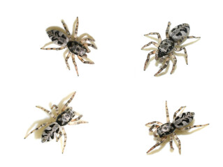 Salticus scenicus black and white zebra jumping spiders  on white background