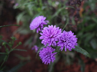 Purple petals soaked with dew. Michaelmas Daisy Flowers are clustered at tip of stem. Purple China Aster flowers soaked in morning dew, wet petals of Purple Aster, Symphyotrichum ericoides (L.) G.L.Ne