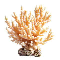 Coral. Isolated on transparent background. PNG design element.