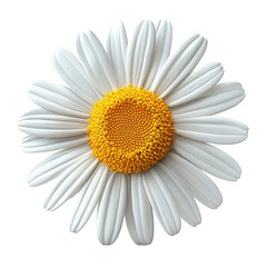The image can be named Single Daisy Flower on a White Background with Yellow Center and White Petals