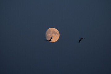 Kraniche im Flug bei Vollmond