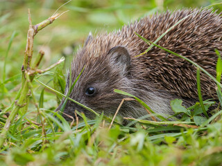 A close-up view of a hedgehog foraging through green grass in a garden
