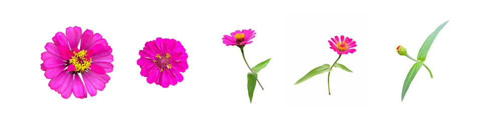 -.Isolated pink zinnia flowers Sort the sizes from largest to smallest and the age from oldest to youngest. Soft and selective focus.