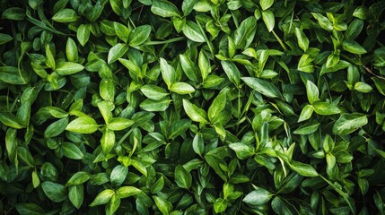 Obraz premium Lush Green Leaves Background