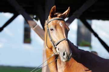 Closeup portrait of a purebred stallion on animal survey show otdoors summertime