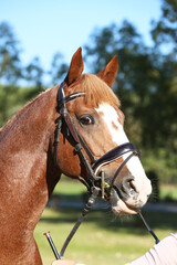 Closeup portrait of a purebred stallion on animal survey show otdoors summertime