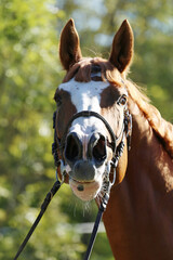 Closeup portrait of a purebred stallion on animal survey show otdoors summertime