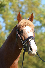 Obraz premium Closeup portrait of a purebred stallion on animal survey show otdoors summertime