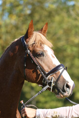 Closeup portrait of a purebred stallion on animal survey show otdoors summertime