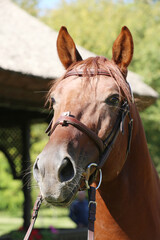 Closeup portrait of a purebred stallion on animal survey show otdoors summertime