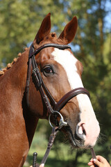 Closeup portrait of a purebred stallion on animal survey show otdoors summertime