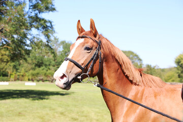 Closeup portrait of a purebred stallion on animal survey show otdoors summertime