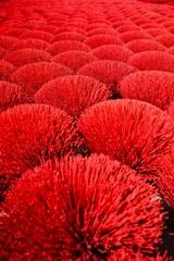 Weihrauchst&auml;bchen Vietnam