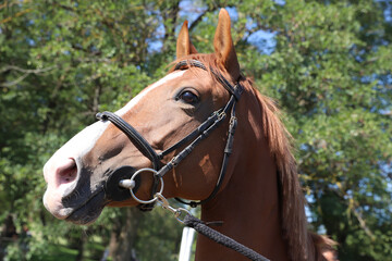 Closeup portrait of a purebred stallion on animal survey show otdoors summertime