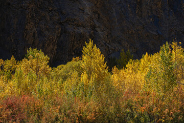 Fototapeta premium Colorful landscape view of backlit trees with autumn foliage in Khunjerab National Park, Hunza, Gilgit-Baltistan, Pakistan
