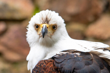Portrait d'un aigle à tête blanche, également connu sous le nom d'aigle pêcheur de face 