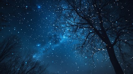 Starry Night Sky with Silhouetted Trees