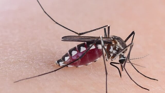 A close-up of a mosquito feeding on human skin.