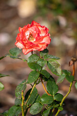 A red rose with green leaves is standing in a field