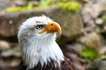 Portrait d'un aigle à tête blanche, également connu sous le nom d'aigle pêcheur de profil 