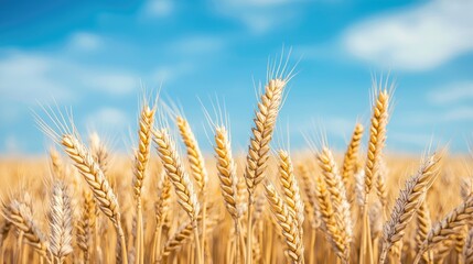 Obraz premium A golden wheat field stretches under a bright blue sky, showcasing ripe ears swaying gently in the breeze.