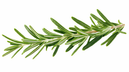 Fototapeta premium Fresh Sprig of Rosemary Isolated on White Background.