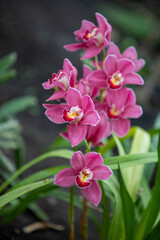 A bunch of pink flowers with yellow centers