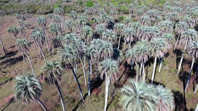 Aerial view of Yatay Palms (Butia yatay) forming a dense green canopy within El Palmar National Park in Entre R&iacute;os, Argentina.