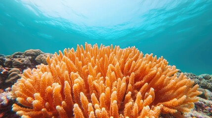 Vibrant orange coral flourishing underwater, surrounded by clear blue water, showcasing the beauty of marine life and the importance of coral ecosystems.