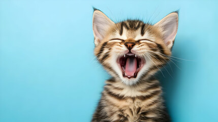 Obraz premium Cute Kitten Yawning on Blue Background.