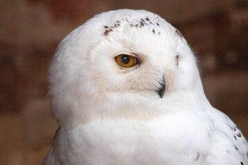 Portrait d'un harfang des neiges