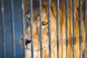 Big Lion at the Zoo