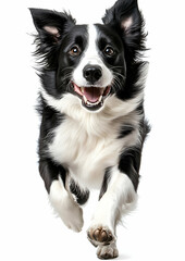 Fototapeta premium Happy Border Collie Running Towards Camera.