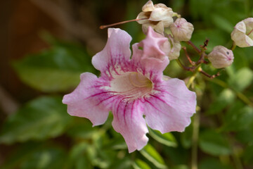 Pink trumpetvine or Port St. John's Creeper (Podranea ricasoliana) in autumn