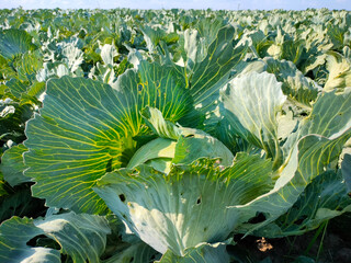 Cabbage ripens in a farmer's field. An environmentally friendly vegetable.