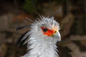 Portrait d'un oiseau messager du sagittaire, également appelé serpentaire