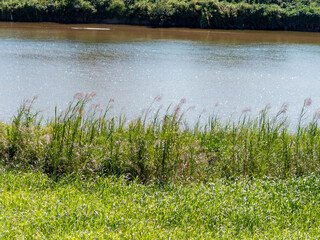 葦が生える大和川の河川敷
