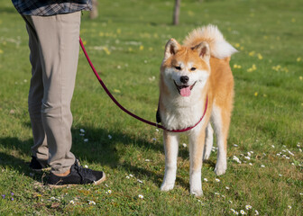 chien akita en laisse auprès de son maitre regardant le photographe, un jour ensoleillé