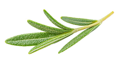 Obraz premium rosemary branch transparent background