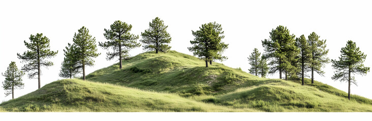 Obraz premium Green Hillside with Pine Trees.