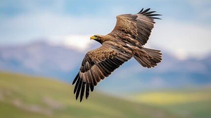 Fototapeta premium A majestic eagle soars gracefully against a backdrop of mountains and blue sky, showcasing its powerful wings and keen presence in nature.