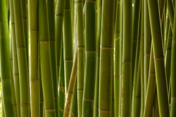 Obraz premium chic green bamboo background, wallpaper