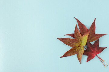 Creative arrangement made of maple leaves on a pastel background. Autumn changing colors concept.