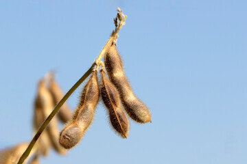 Dry beans of soybean at harvesting time in autumn