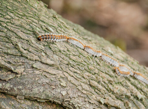 Processionnaires (chenilles processionnaires)