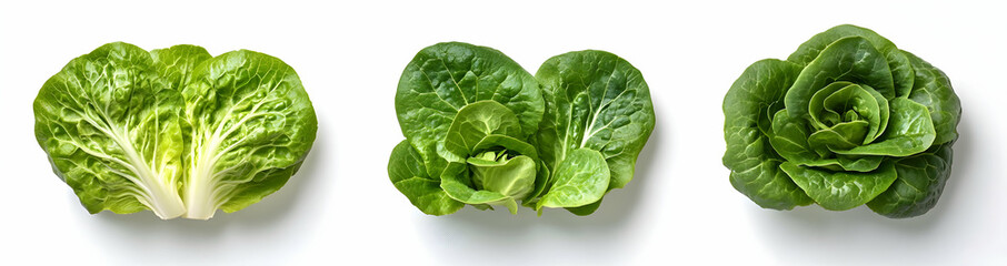 Three Types of Lettuce on White Background.