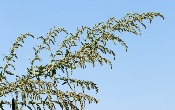 A branch of the white goosefoot or lambsquarters (Chenopodium album) on blue sky background