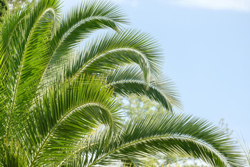 Fototapeta premium bright green palm leaves against the blue sky create a summer mood